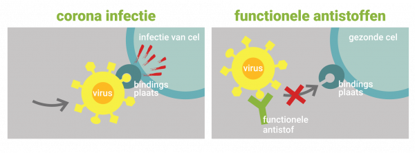 mechanisme functionele antistoffen