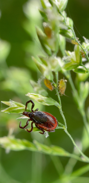 afbeelding van een teek met mogelijk de ziekte van Lyme